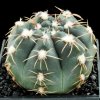 Gymnocalycium_amerhauseri